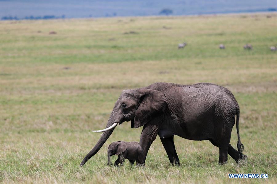 KENYA-MAASAI MARA NATIONAL RESERVE-WILDLIFE
