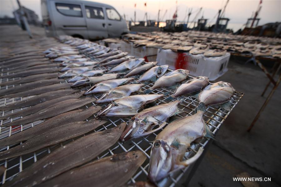 Photo taken on Nov. 30, 2016 shows the dried fish at Gangdong Port in Qingdao City, east China's Shandong Province.