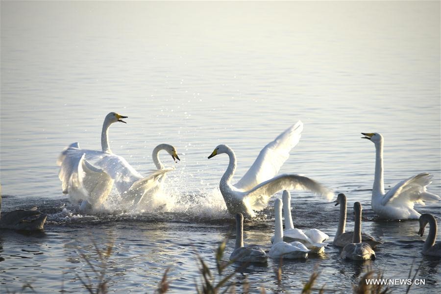 Over 1,000 whooper swans came to spend the winter time in the park each year.