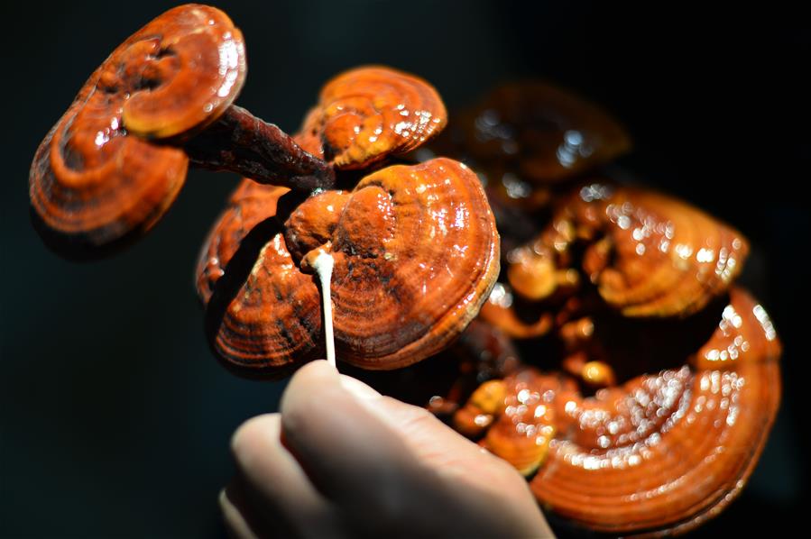 #CHINA-HEBEI-XINGTAI-GANODERMA-BONSAI (CN)
