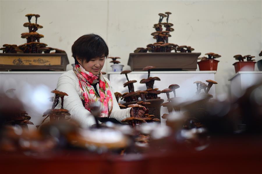 #CHINA-HEBEI-XINGTAI-GANODERMA-BONSAI (CN)