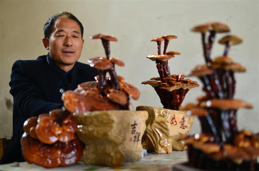 #CHINA-HEBEI-XINGTAI-GANODERMA-BONSAI (CN)