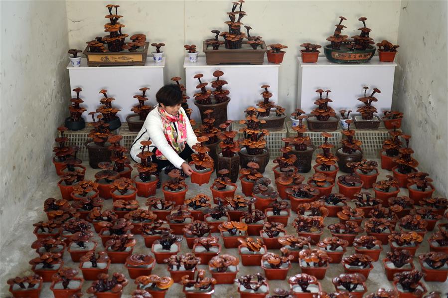 #CHINA-HEBEI-XINGTAI-GANODERMA-BONSAI (CN)