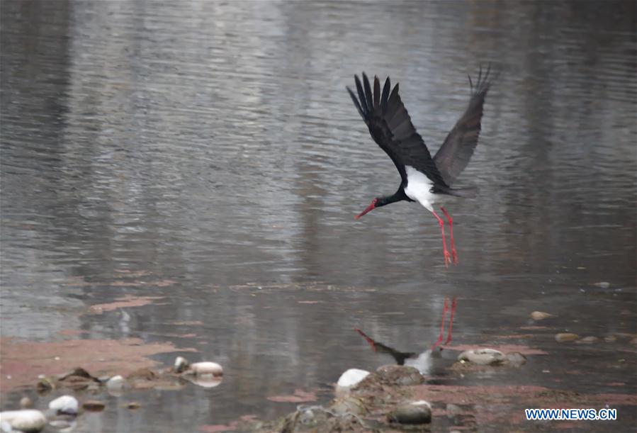 #CHINA-BEIJING-BLACK STORKS (CN)