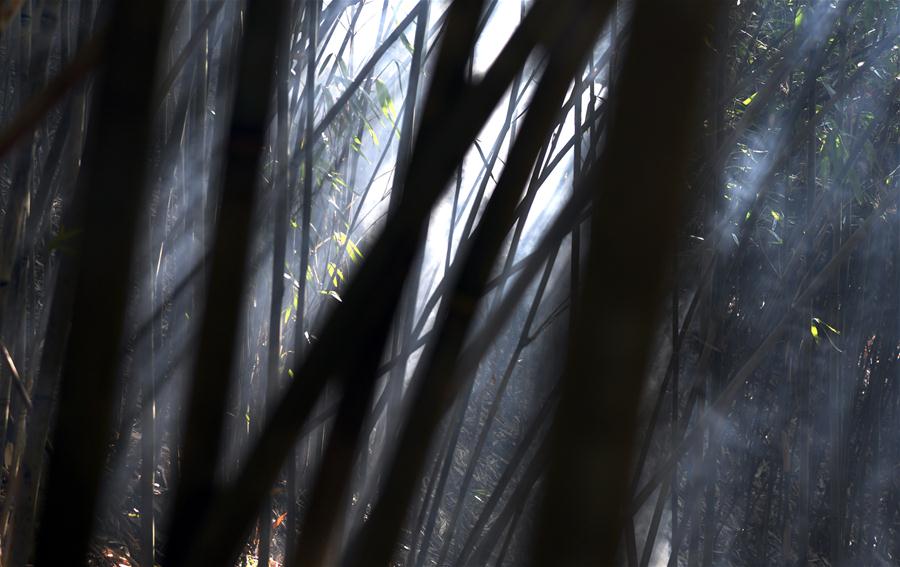 CHINA-SHAANXI-HANZHONG-BAMBOO (CN)
