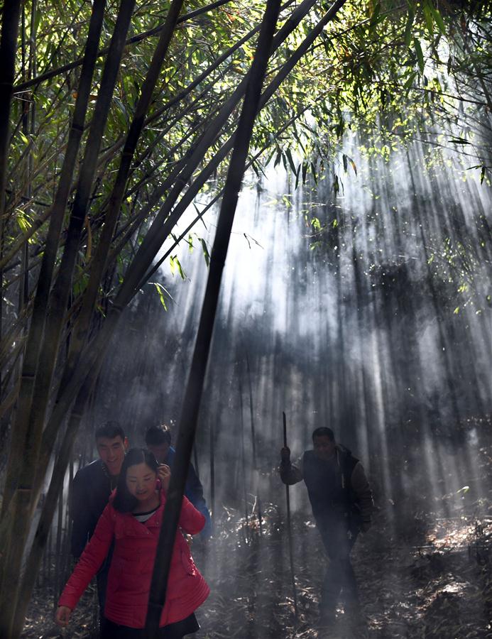 CHINA-SHAANXI-HANZHONG-BAMBOO (CN)