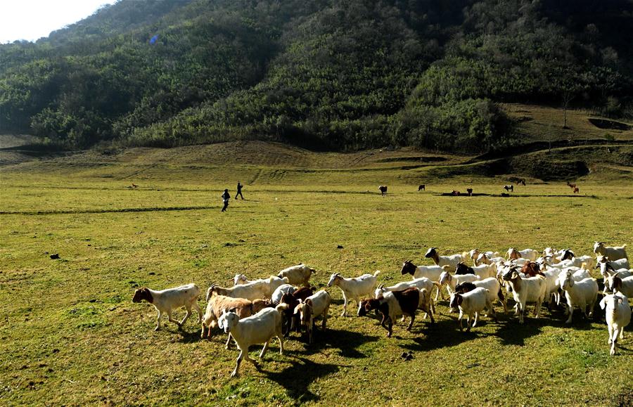 CHINA-SHAANXI-HANZHONG-BAMBOO (CN)