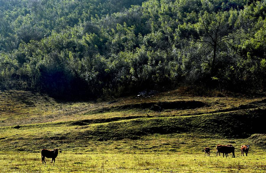 CHINA-SHAANXI-HANZHONG-BAMBOO (CN)