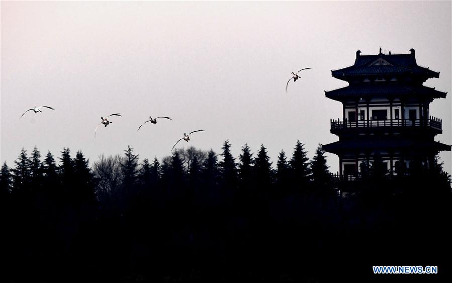 CHINA-HENAN-SWANS (CN)