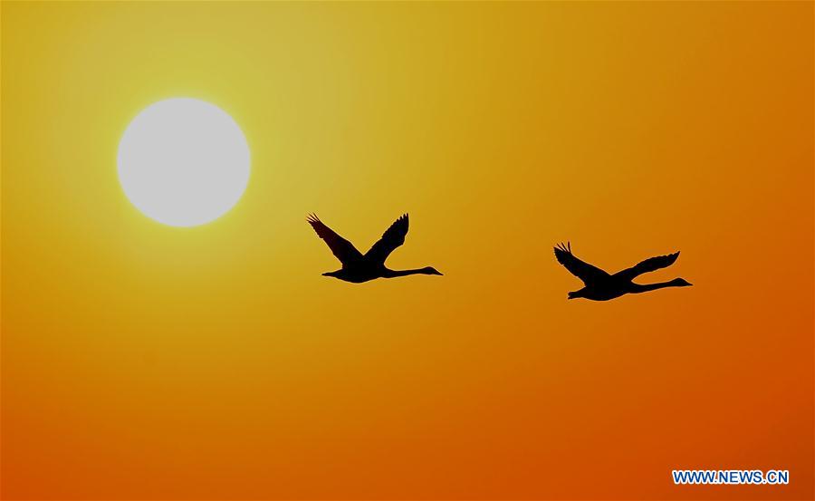 CHINA-HENAN-SWANS (CN)