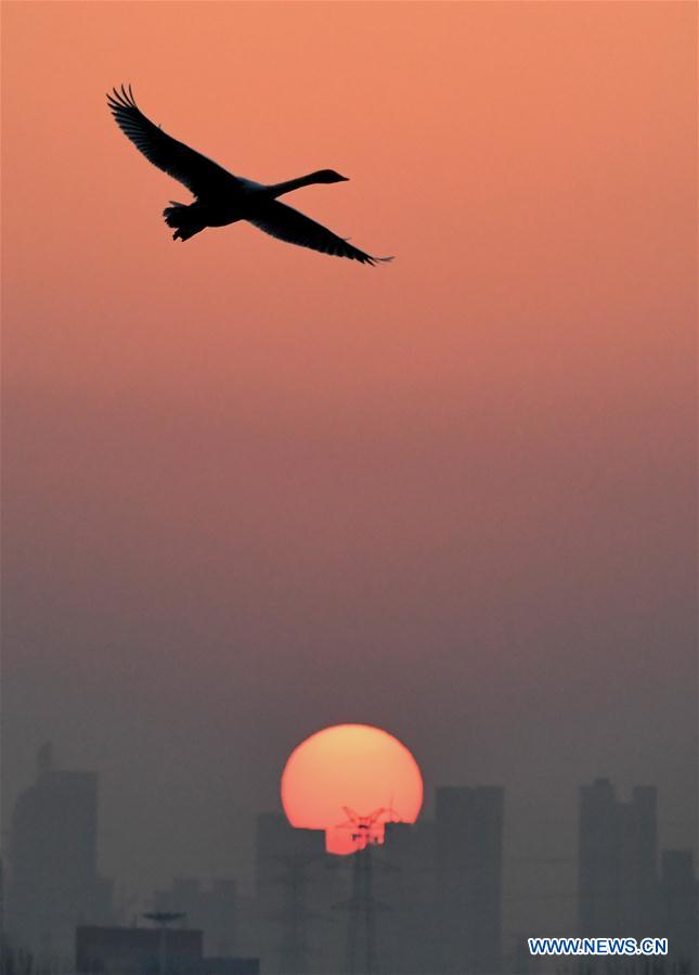 CHINA-HENAN-SWANS (CN)