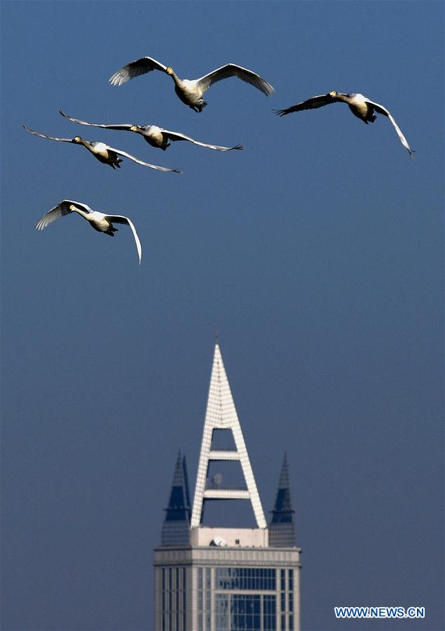 CHINA-HENAN-SWANS (CN)