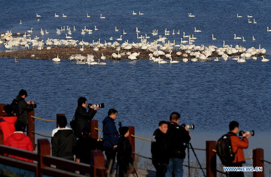 CHINA-HENAN-SWANS (CN)