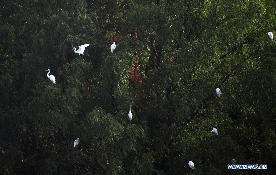 CHINA-HAINAN-SANYA-EGRETS (CN)