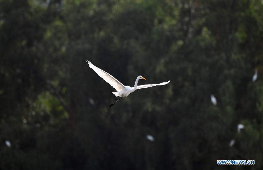 CHINA-HAINAN-SANYA-EGRETS (CN)
