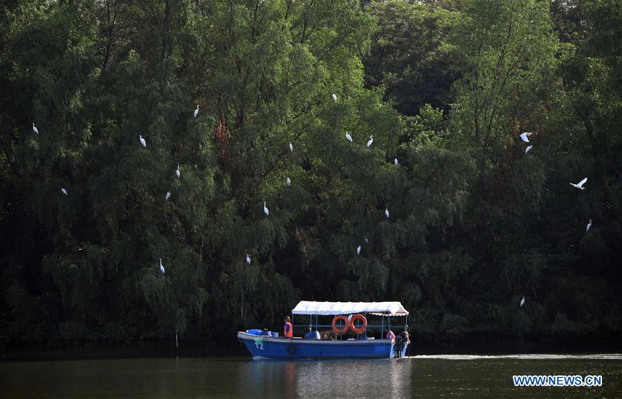 CHINA-HAINAN-SANYA-EGRETS (CN)