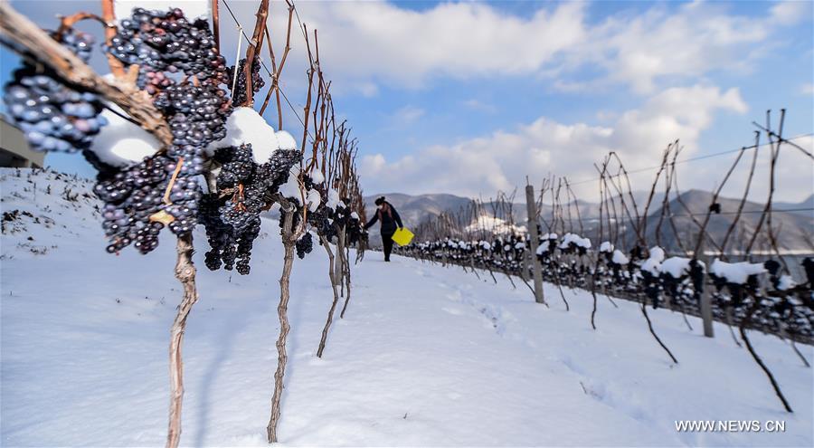 The Ji'an ice wine has become an example of the Chinese ice wine in global market. 