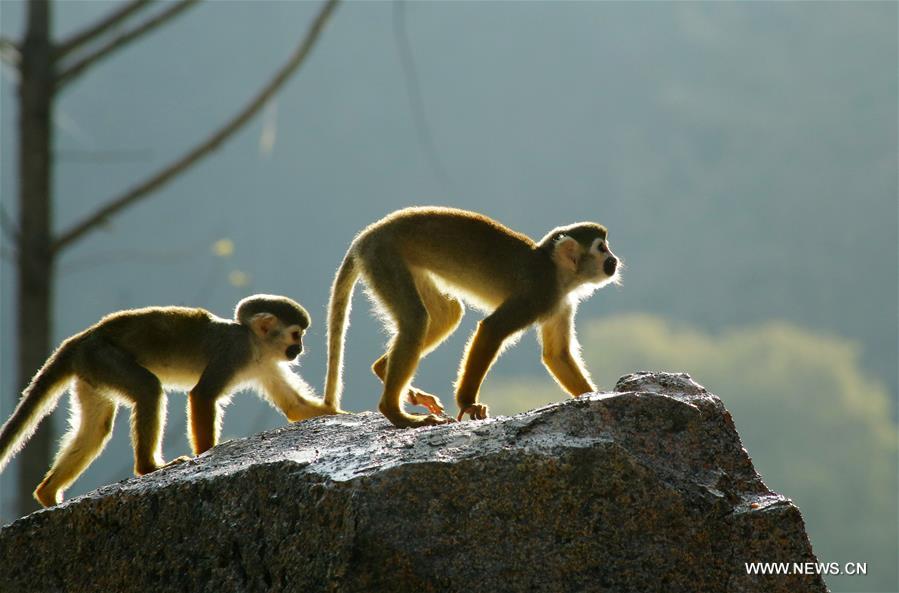 Squirrel monkeys frolic at a zoo in Guiyang, capital of southwest China's Guizhou Province, Dec. 9, 2016. (Xinhua/Zhang Hui)