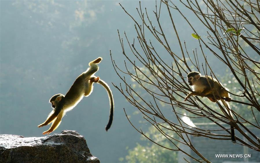 Squirrel monkeys frolic at a zoo in Guiyang, capital of southwest China's Guizhou Province, Dec. 9, 2016. (Xinhua/Zhang Hui)