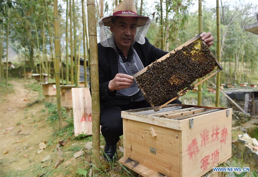 CHINA-FUJIAN-POVERTY ALLEVIATION-BEEKEEPING (CN)