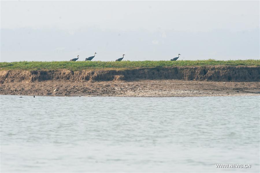 CHINA-ANHUI-BIRD MIGRATION (CN)