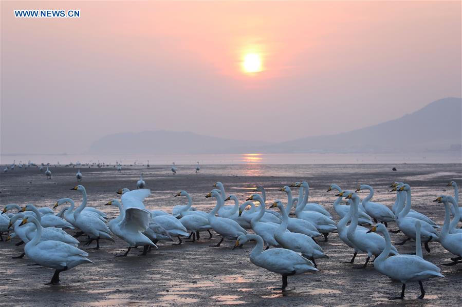 #CHINA-SHANDONG-SWAN LAKE(CN)