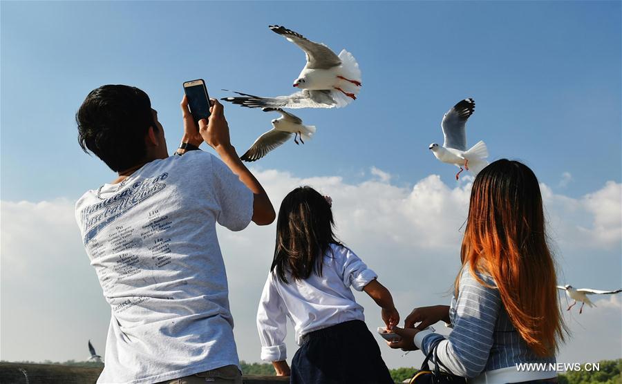 shores of the Gulf of Thailand serve as a major wintering site for flocks of brown-headed gulls that migrate southwards between mid-October and the end of April.