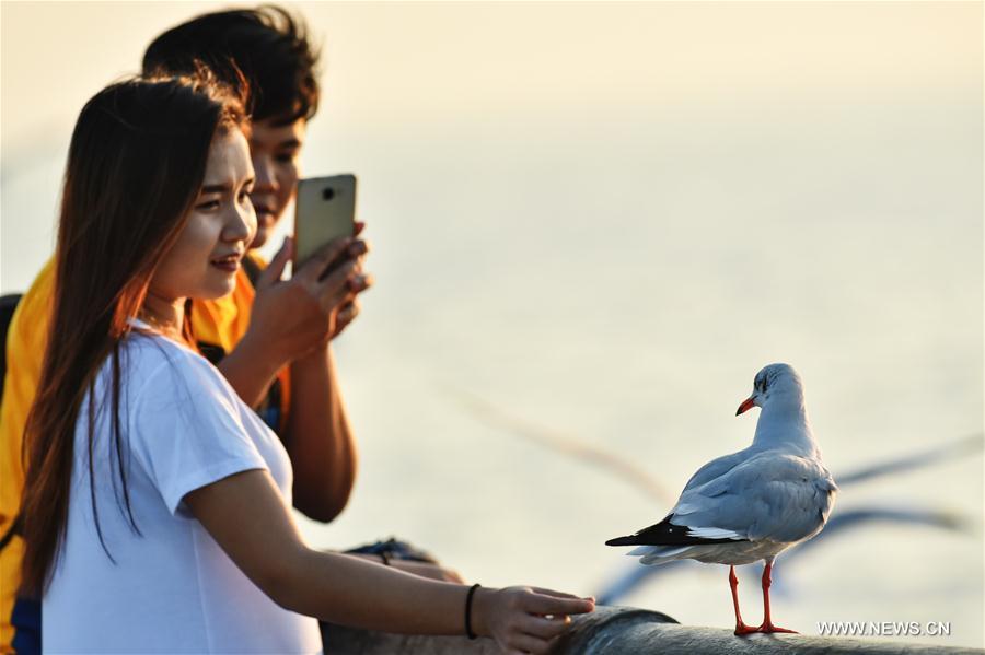 shores of the Gulf of Thailand serve as a major wintering site for flocks of brown-headed gulls that migrate southwards between mid-October and the end of April.