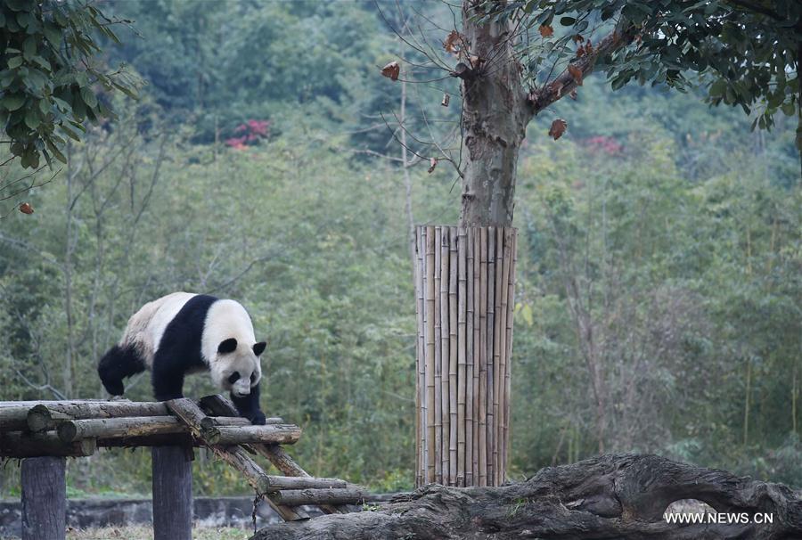 CHINA-SICHUAN-"PANDA NURSING HOME" (CN)