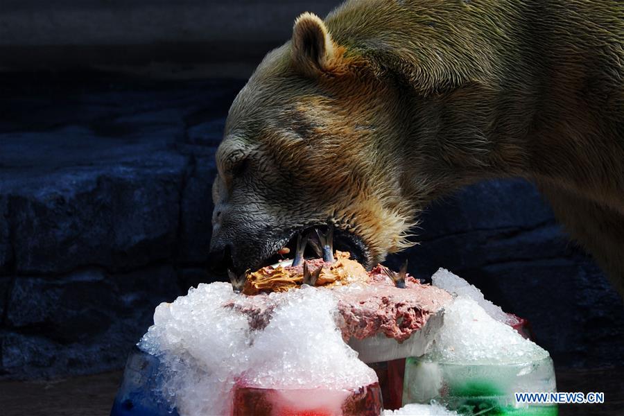 SINGAPORE-POLAR BEAR-BIRTHDAY