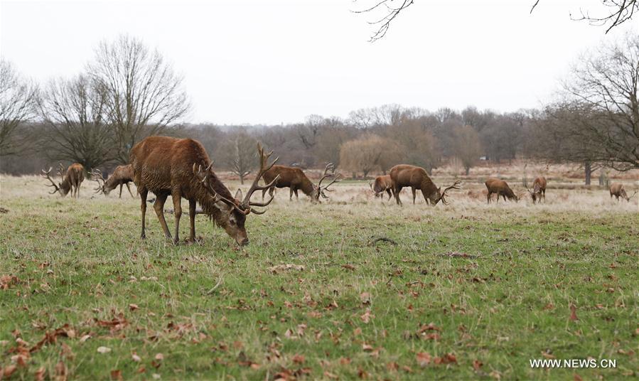 BRITAIN-LONDON-NATURE-RICHMOND PARK-DEER