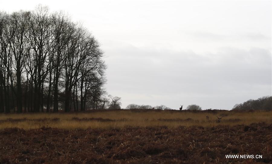 BRITAIN-LONDON-NATURE-RICHMOND PARK-DEER