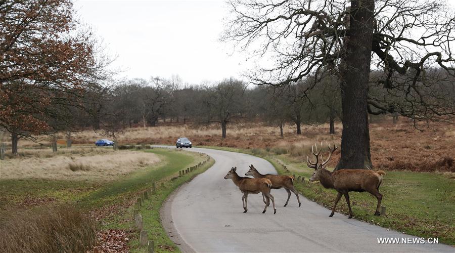 BRITAIN-LONDON-NATURE-RICHMOND PARK-DEER