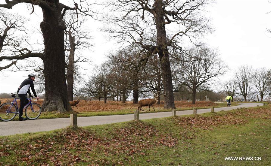BRITAIN-LONDON-NATURE-RICHMOND PARK-DEER