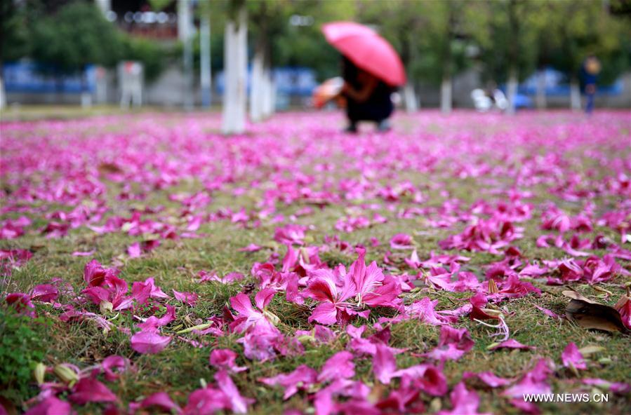 #CHINA-GUANGXI-LIUZHOU-FLOWERS(CN)