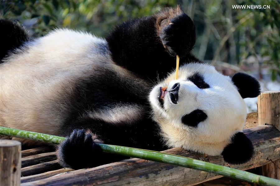 #CHINA-ANHUI-GIANT PANDA (CN) 