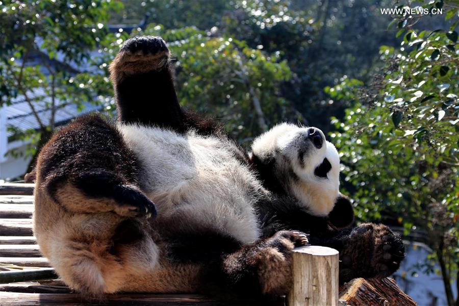 #CHINA-ANHUI-GIANT PANDA (CN) 