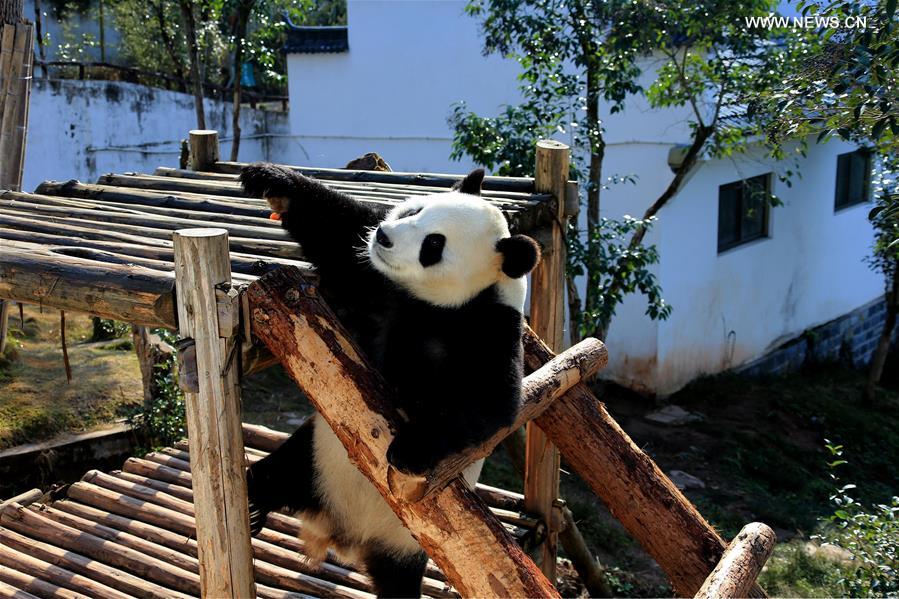 #CHINA-ANHUI-GIANT PANDA (CN) 