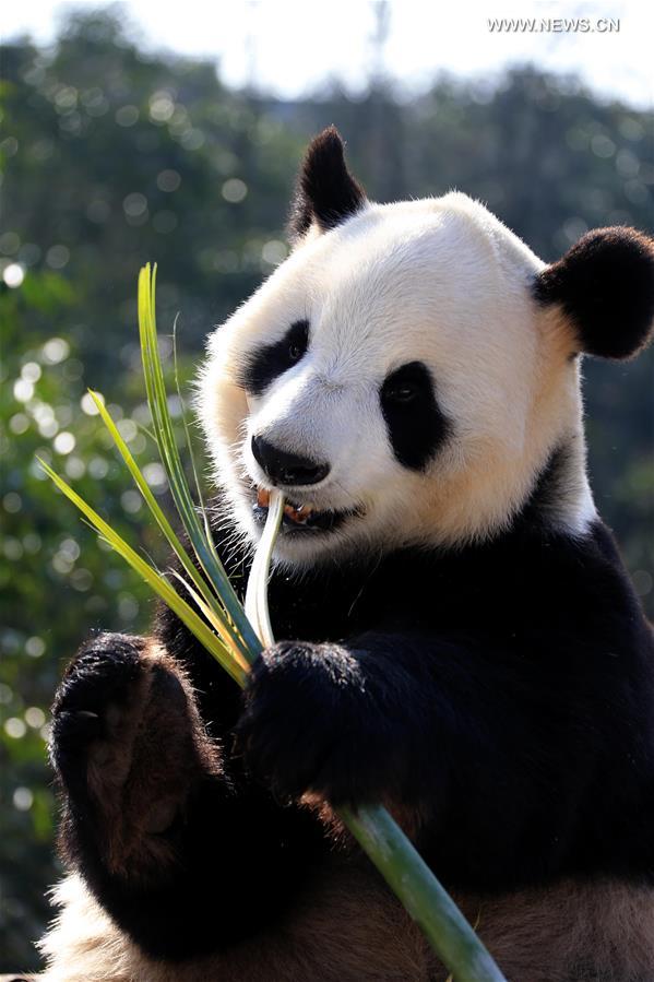 #CHINA-ANHUI-GIANT PANDA (CN) 