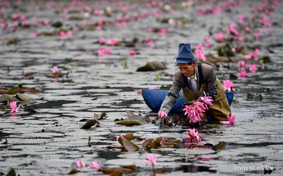 Photo taken on Dec. 30, 2016 shows a lotus flower in a pond in Haikou, capital of south China's Hainan Province.