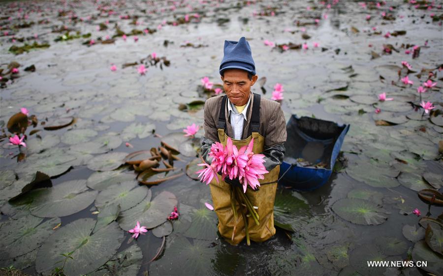 Photo taken on Dec. 30, 2016 shows a lotus flower in a pond in Haikou, capital of south China's Hainan Province.