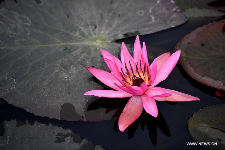 Photo taken on Dec. 30, 2016 shows a lotus flower in a pond in Haikou, capital of south China's Hainan Province.