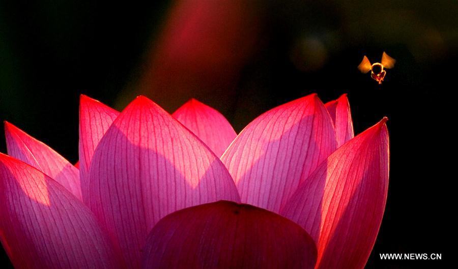 CHINA-SCENERY-SEASONS-SUMMER (CN)