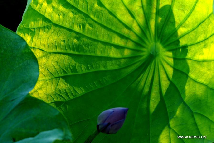 CHINA-SCENERY-SEASONS-SUMMER (CN)