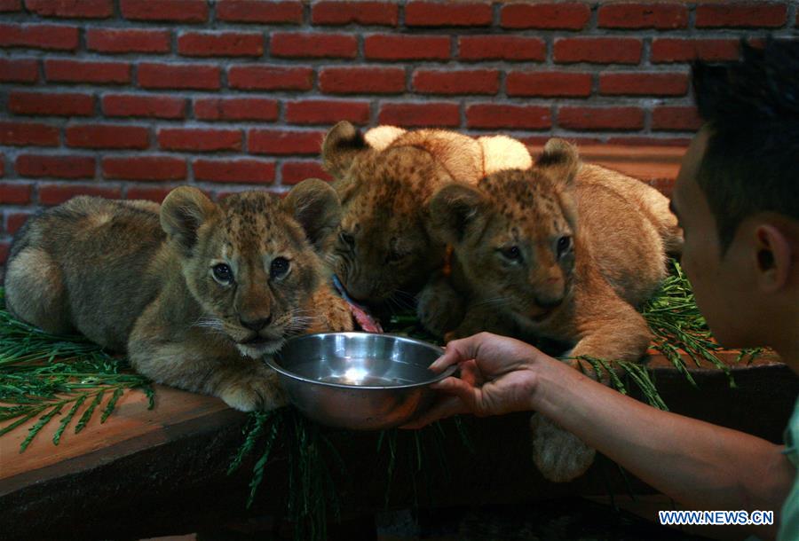 INDONESIA-PASURUAN-LION CUBS