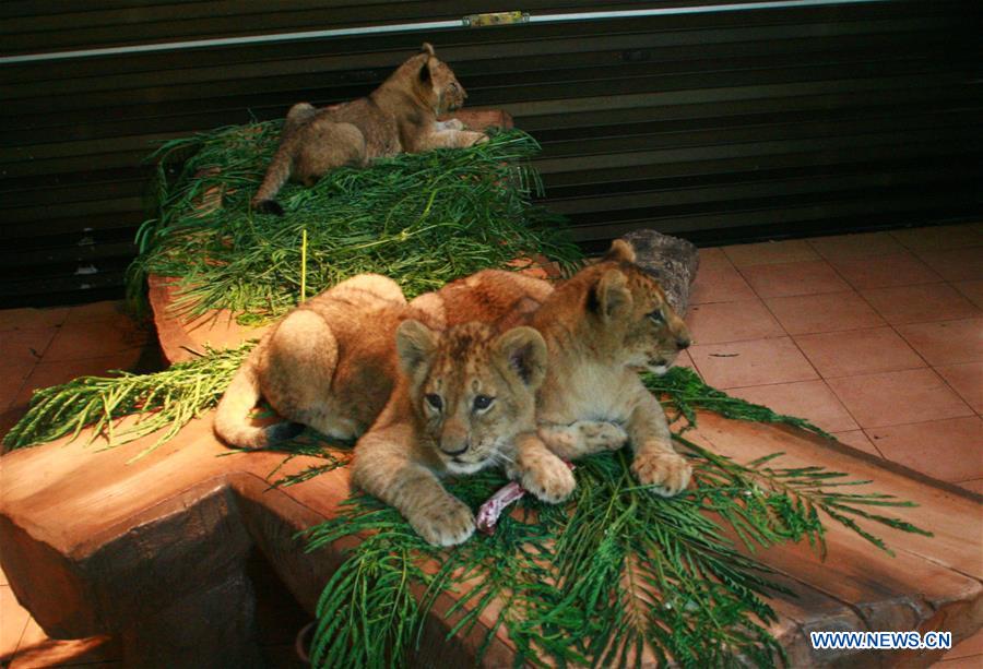 INDONESIA-PASURUAN-LION CUBS