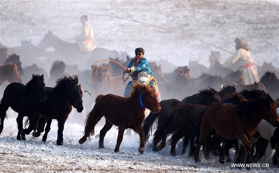 Herdsmen lasso horses in Xilinhot, north China's Inner Mongolia Autonomous Region, Jan. 6, 2017. 