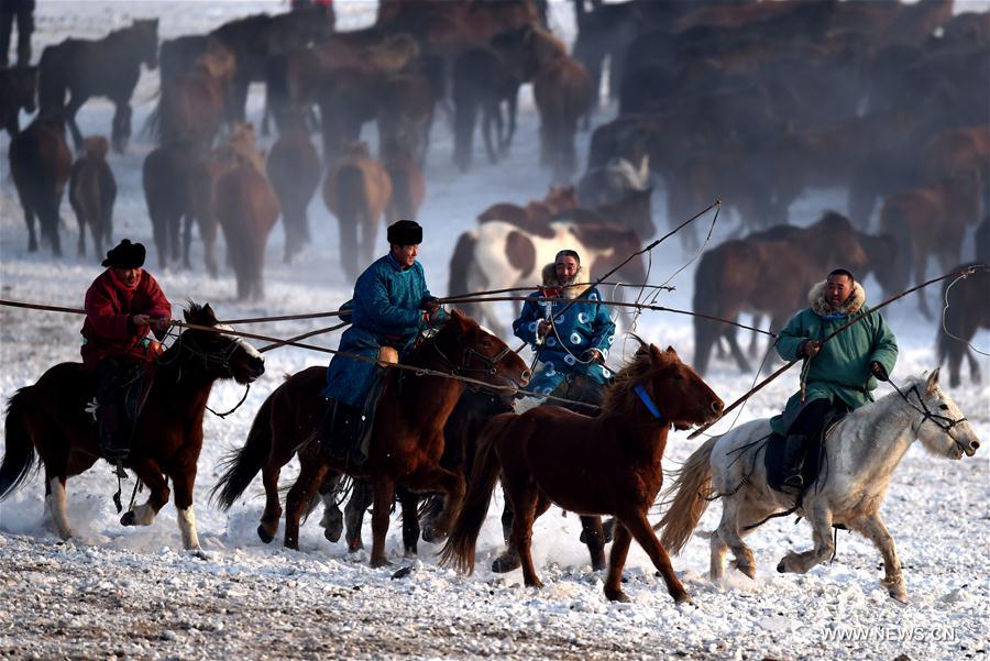 Herdsmen lasso horses in Xilinhot, north China's Inner Mongolia Autonomous Region, Jan. 6, 2017. 