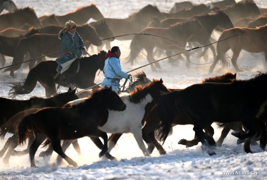 Herdsmen lasso horses in Xilinhot, north China's Inner Mongolia Autonomous Region, Jan. 6, 2017. 