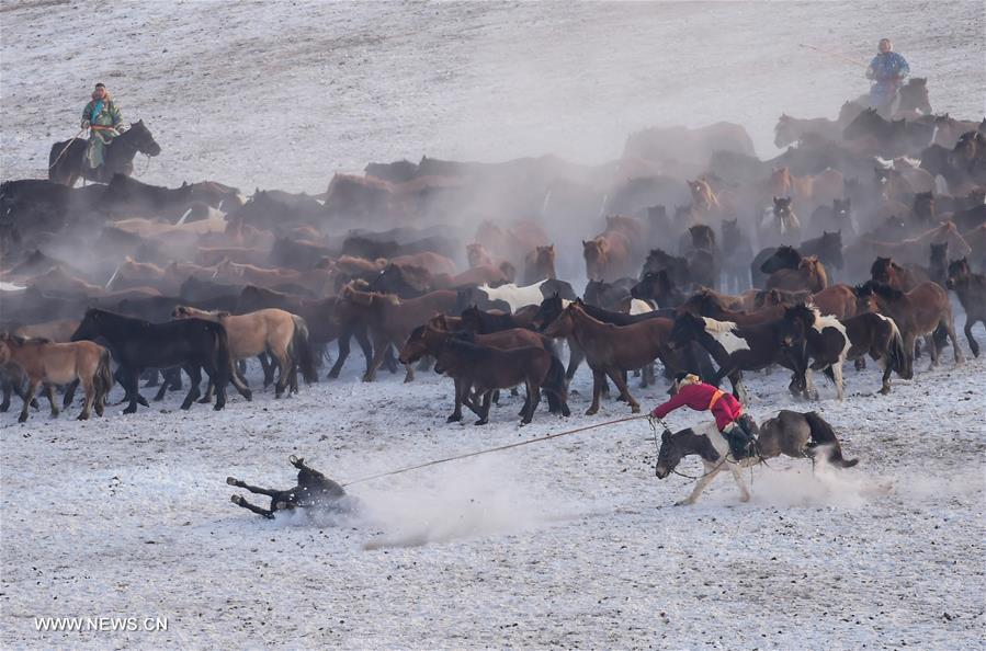 CHINA-INNER MONGOLIA-XILINHOT-FOLK CUSTOM-HORSE (CN) 